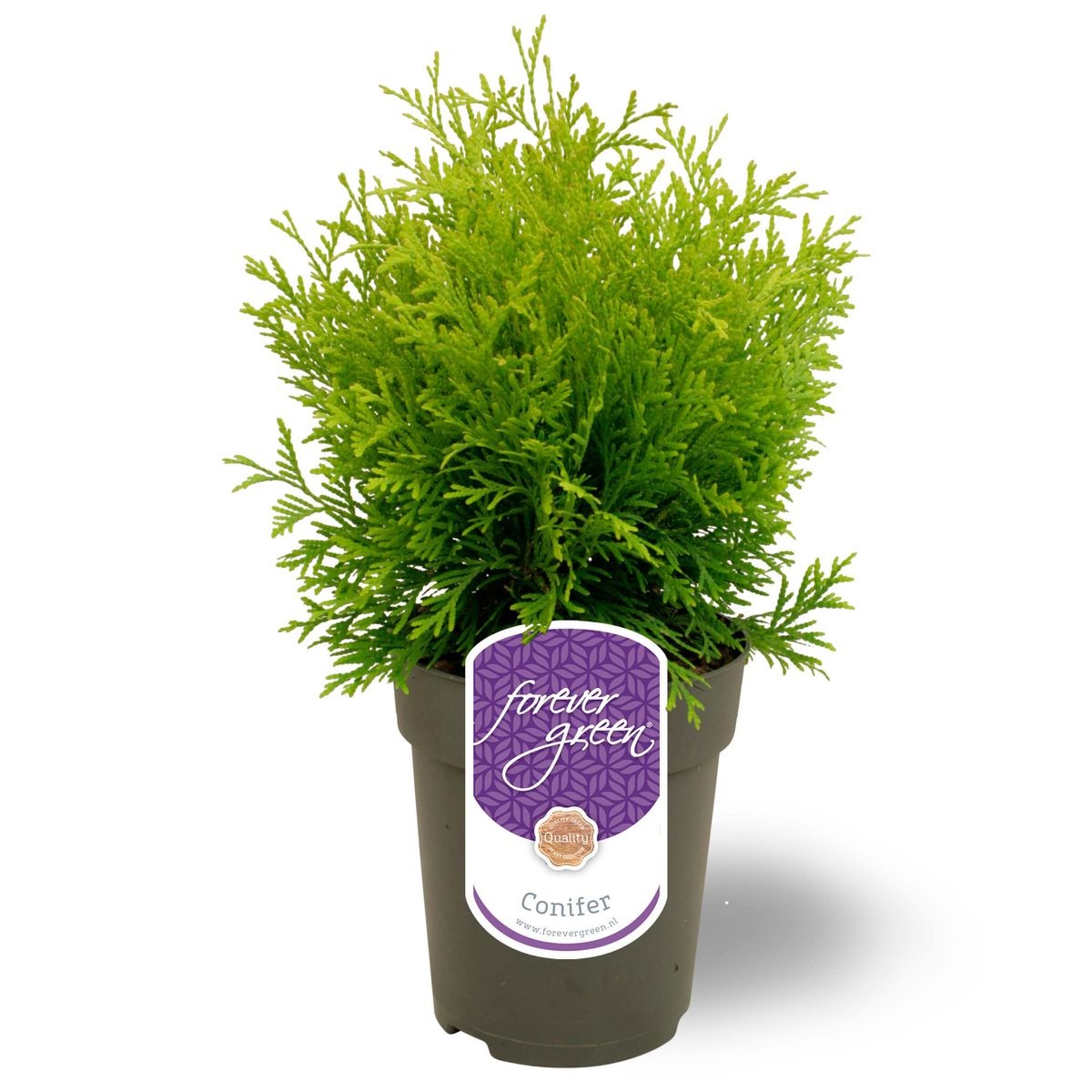 Lauko augalas vakarinė tuja, Ø 15, 45 cm, lot. Thuja occidentalis Golden Globe-0