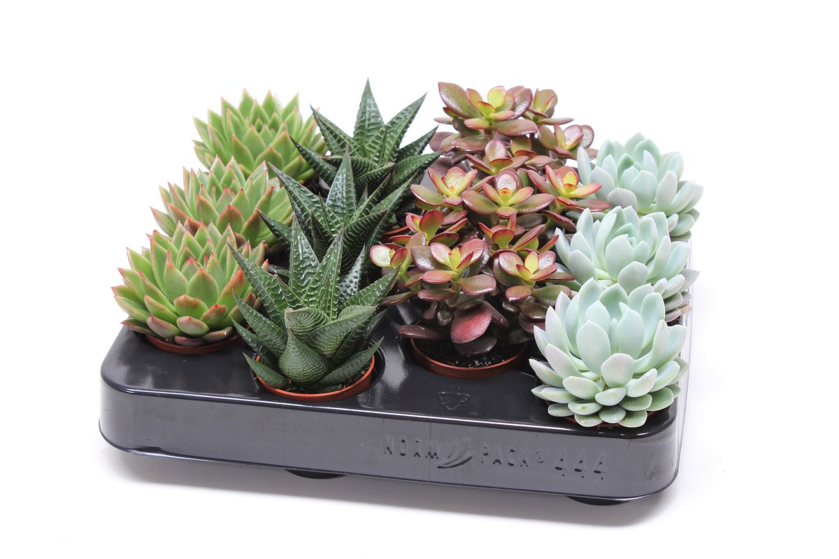 Vazoninis augalas sukulentas, Ø5,5, 9 - 15 cm, lot. SUCCULENT MIX-0