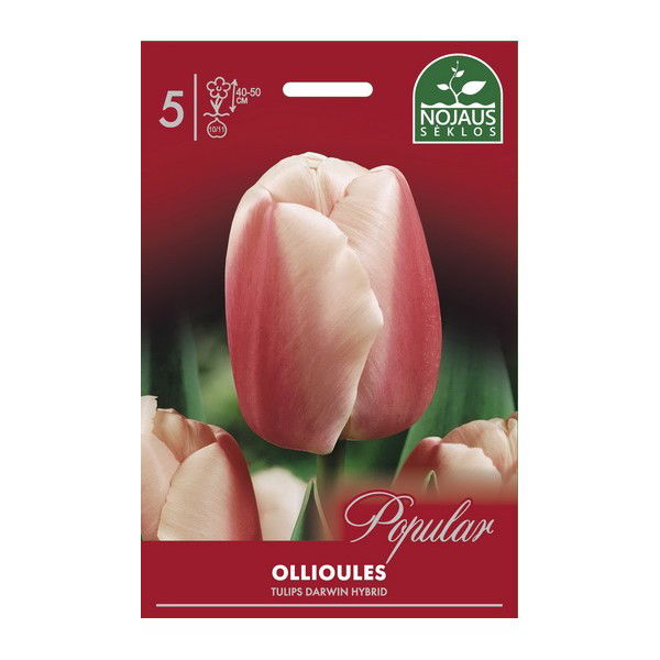 Tulpių svogūnėliai, lot. TULIPA OLLIOULES, 5 vnt-0