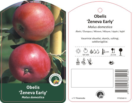 Vaismedis obelis ŽENEVA EARLY, lot. MALUS DOMESTICA-0