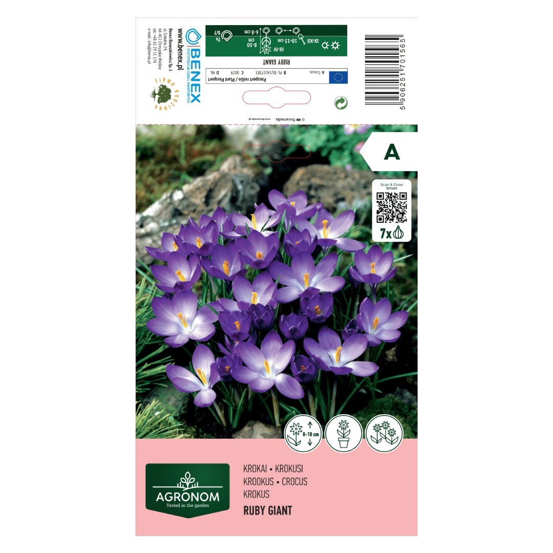 Krokų svogūnėliai, lot. CROCUS RUBY GIANT, 7 vnt-0