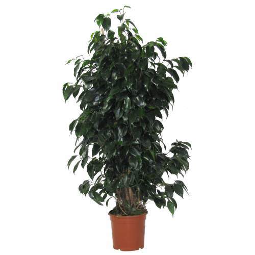 Vazoninis augalas bonsas, vazone, Ø 25, 38 cm, lot. BONSAI Mix, with saucer-0
