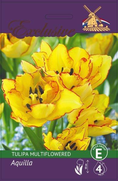 Tulpių svogūnėliai, lot. TULIPA AQUILLA MULTIFLOWERED, 4 vnt-0
