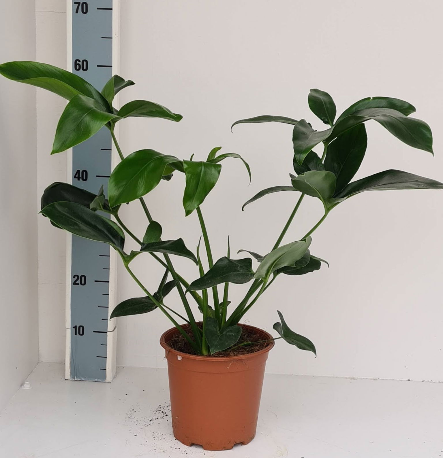 Vazoninis augalas filodendras, Ø 19, 70 cm, lot. PHILODENDRON-0