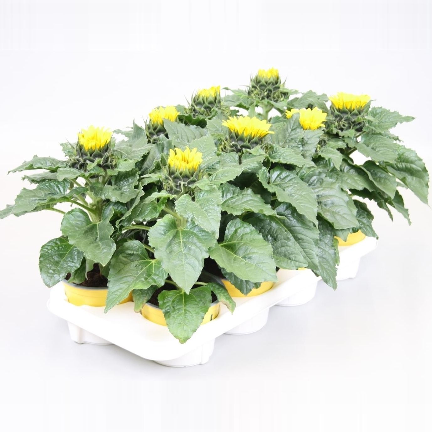 Vazoninis augalas saulėgrąža, Ø 13, 30 cm, lot. HELIANTHUS-0