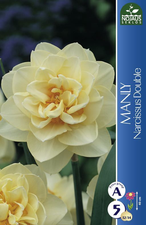 Narcizų svogūnėliai, lot. NARCISSUS MANLY, 3 vnt-0
