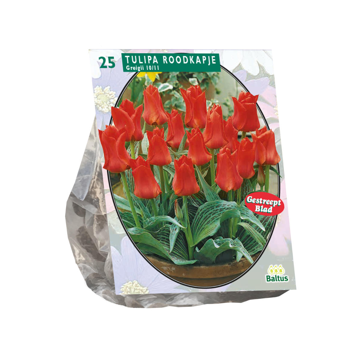 Tulpių svogūnėliai, lot. TULIPA ROODKAPJE, 15 vnt-0