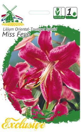 Lelijų svogūnėliai, lot. LILIUM MISS FEYA, 1 vnt-0