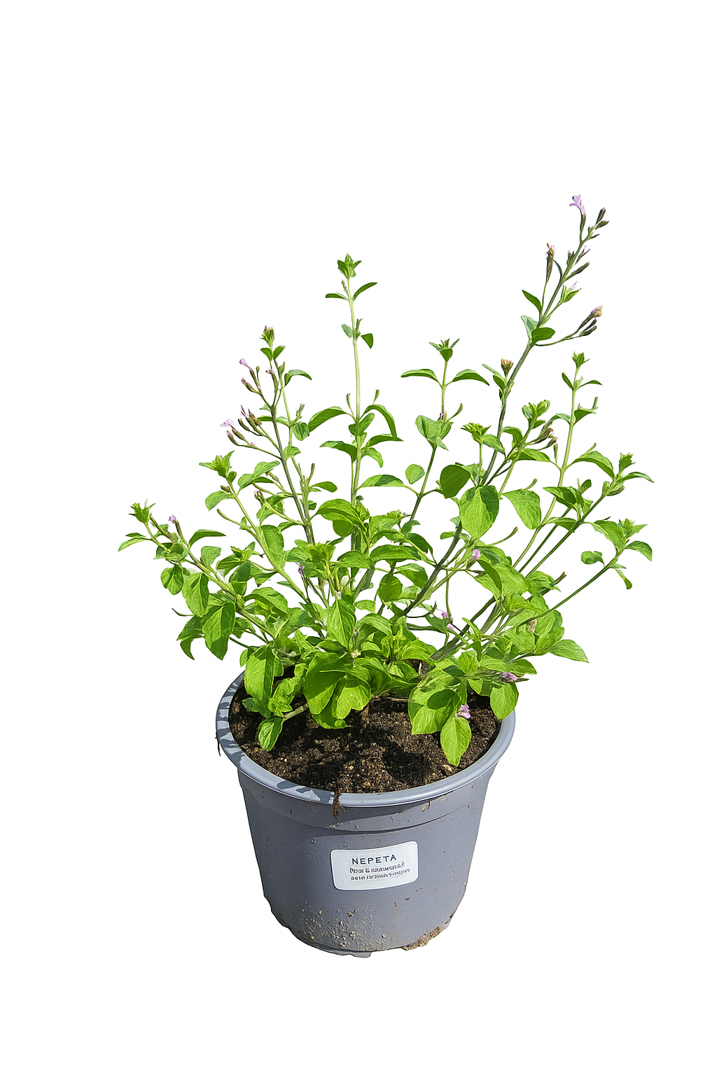 Lauko augalas girmėtė, daugiametis, Ø 15 cm, lot. Calamintha-0