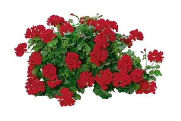 Gėlės daigas svyrančioji pelargonija, lot. PELARGONIUM PELTATUM-1