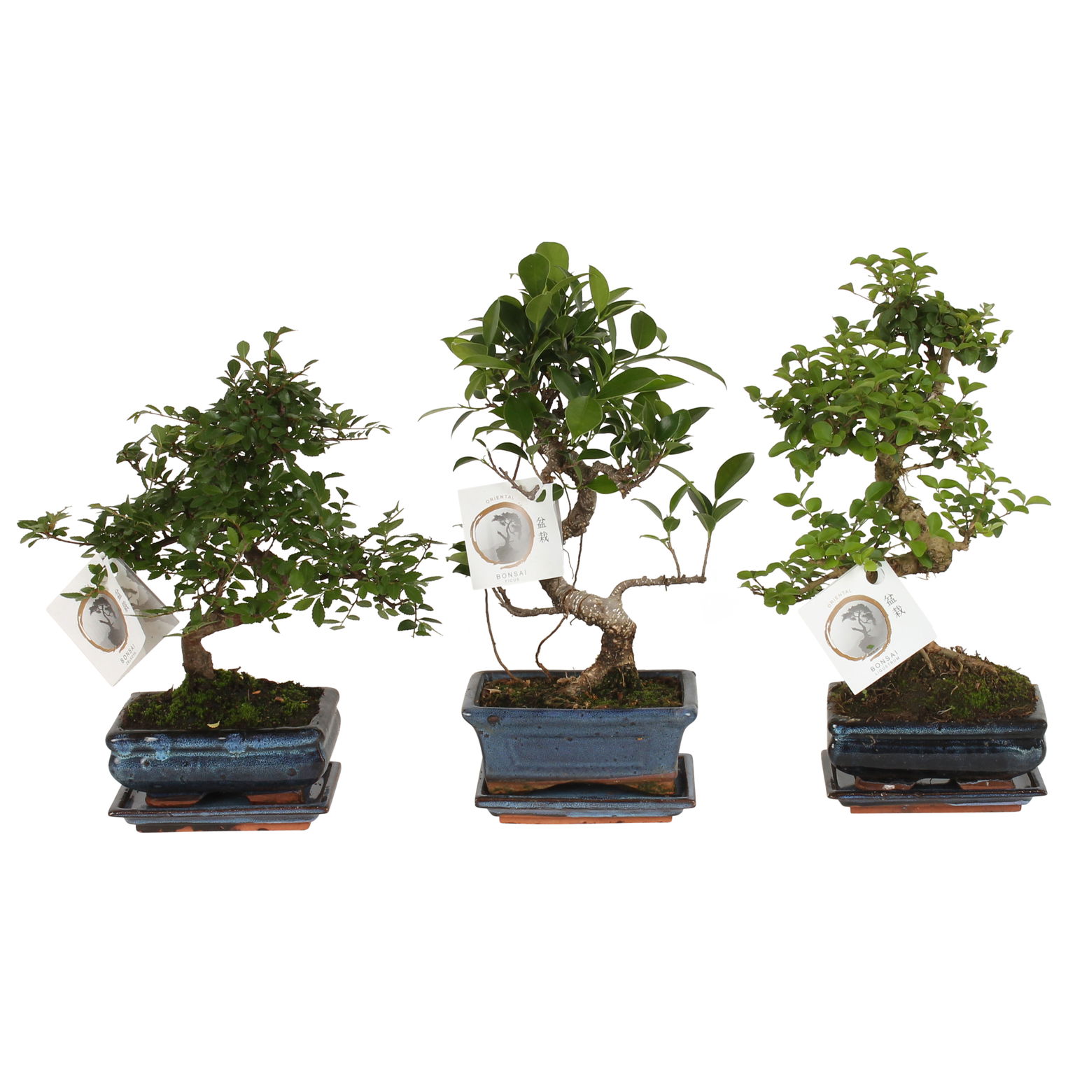 Vazoninis augalas bonsas, vazone, Ø 15, 30 cm, lot. BONSAI Mix S shape, with saucer-0