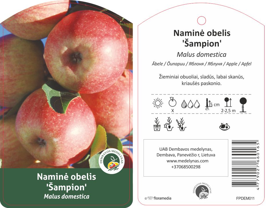 Vaismedis obelis ŠAMPION, lot. MALUS DOMESTICA-0