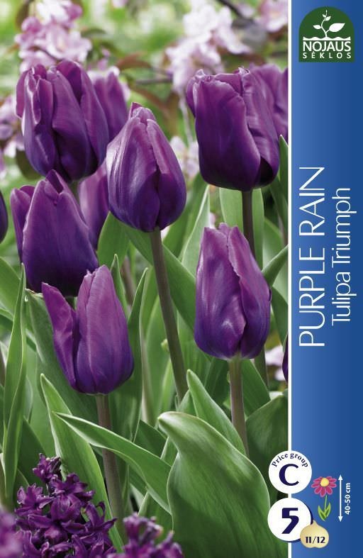 Tulpių svogūnėliai, lot. Tulipa Purple Rain, 5 vnt.