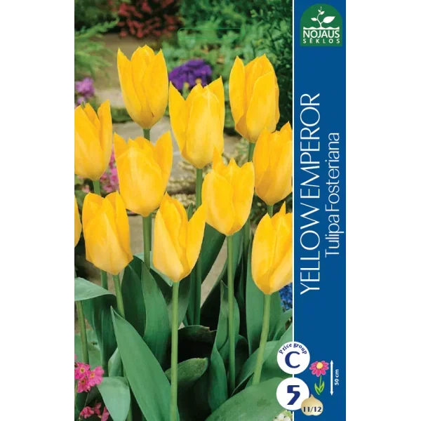 Tulpių svogūnėliai, lot. TULIPA YELLOW EMPEROR, 5 vnt-0