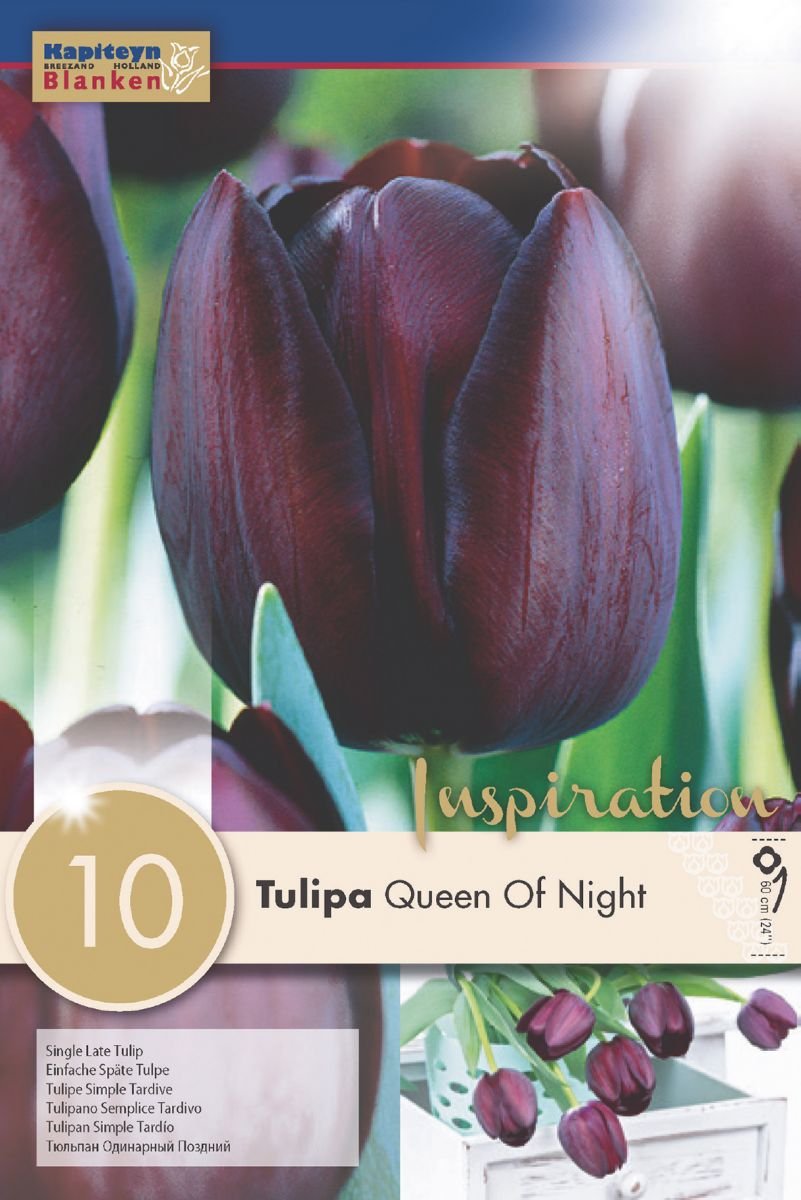 Tulpių svogūnėliai, TULIP SINGLE LATE QUEEN OF NIGHT 10 vnt.
