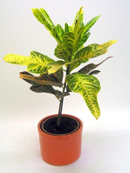 Vazoninis augalas selaginelė, Ø 9, 15 cm, lot. SELAGINELLA X-TMAS