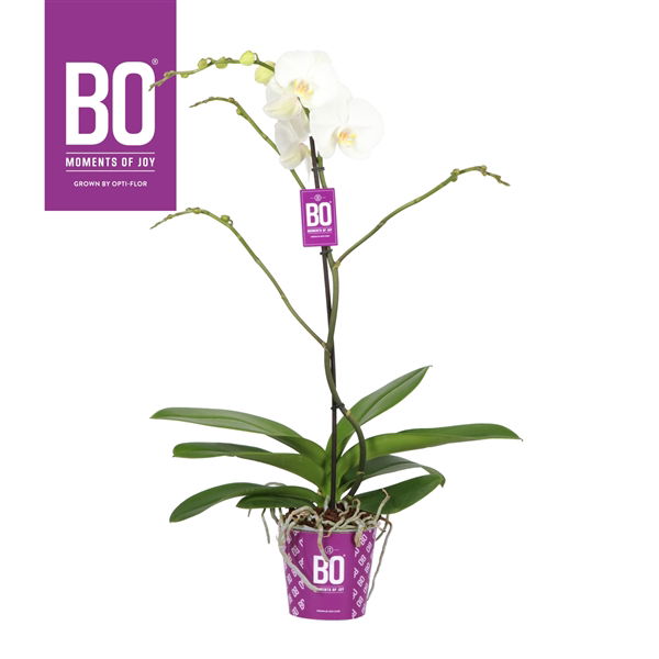 Vazoninis augalas falenopsis stikliniame vazone, Ø 15, 85 cm, PHALENOPSIS-1