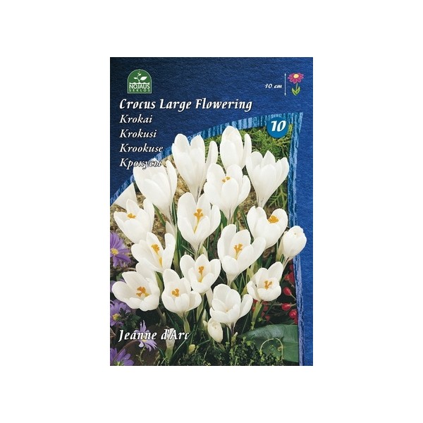 Krokų svogūnėliai, lot. CROCUS JEANNE D`ARC, 7 vnt-0