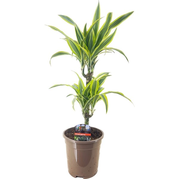 Vazoninis augalas dracena, Ø 17, 75 cm, lot. DRACAENA LEMONLIME