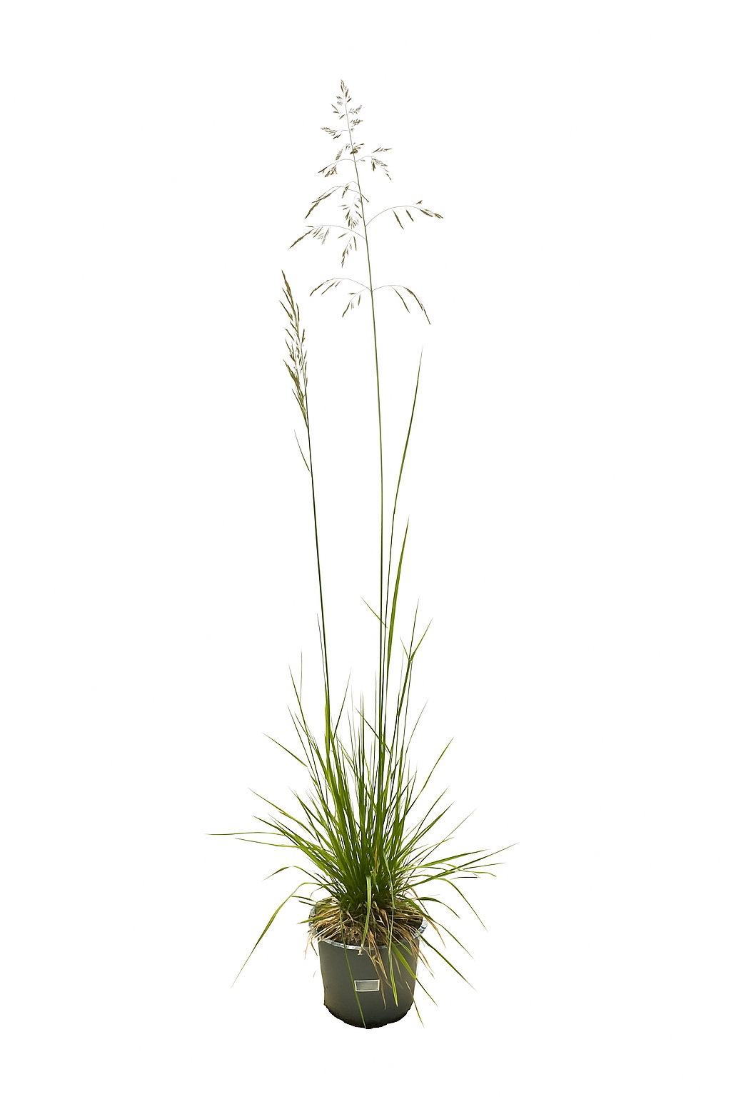 Lauko augalas šluotsmilgė, Ø 19, 40 cm, lot. Deschampsia-0