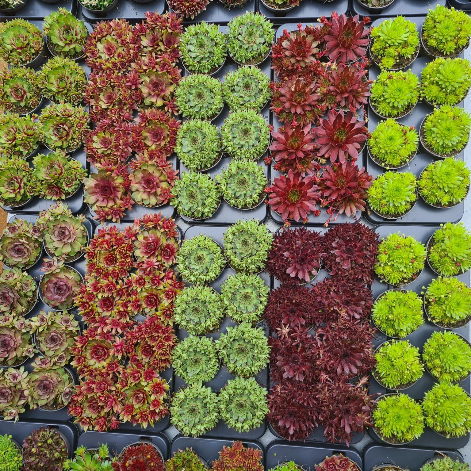 Lauko augalas šilropė, Ø 13, 12 cm, lot. Sempervivum-0