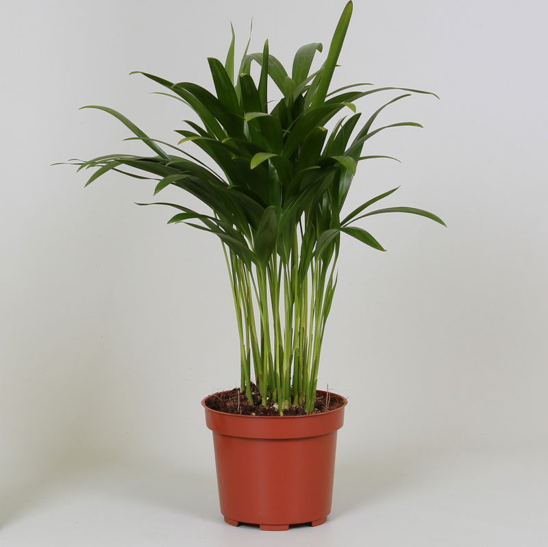 Vazoninis augalas dipsis, Ø 12, 45 cm, lot. DYPSIS LUTESCENS-0