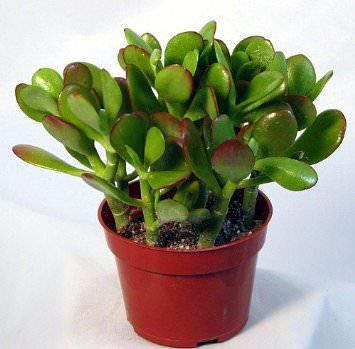 Vazoninis augalas sukulentas, Ø 6, 12 cm, lot. Succulent mix-0