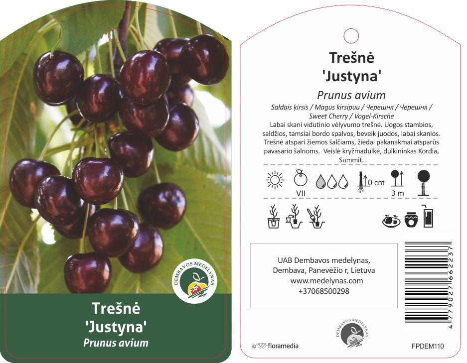 Vaismedis trešnė JUSTYNA, lot. PRUNUS AVIUM-0