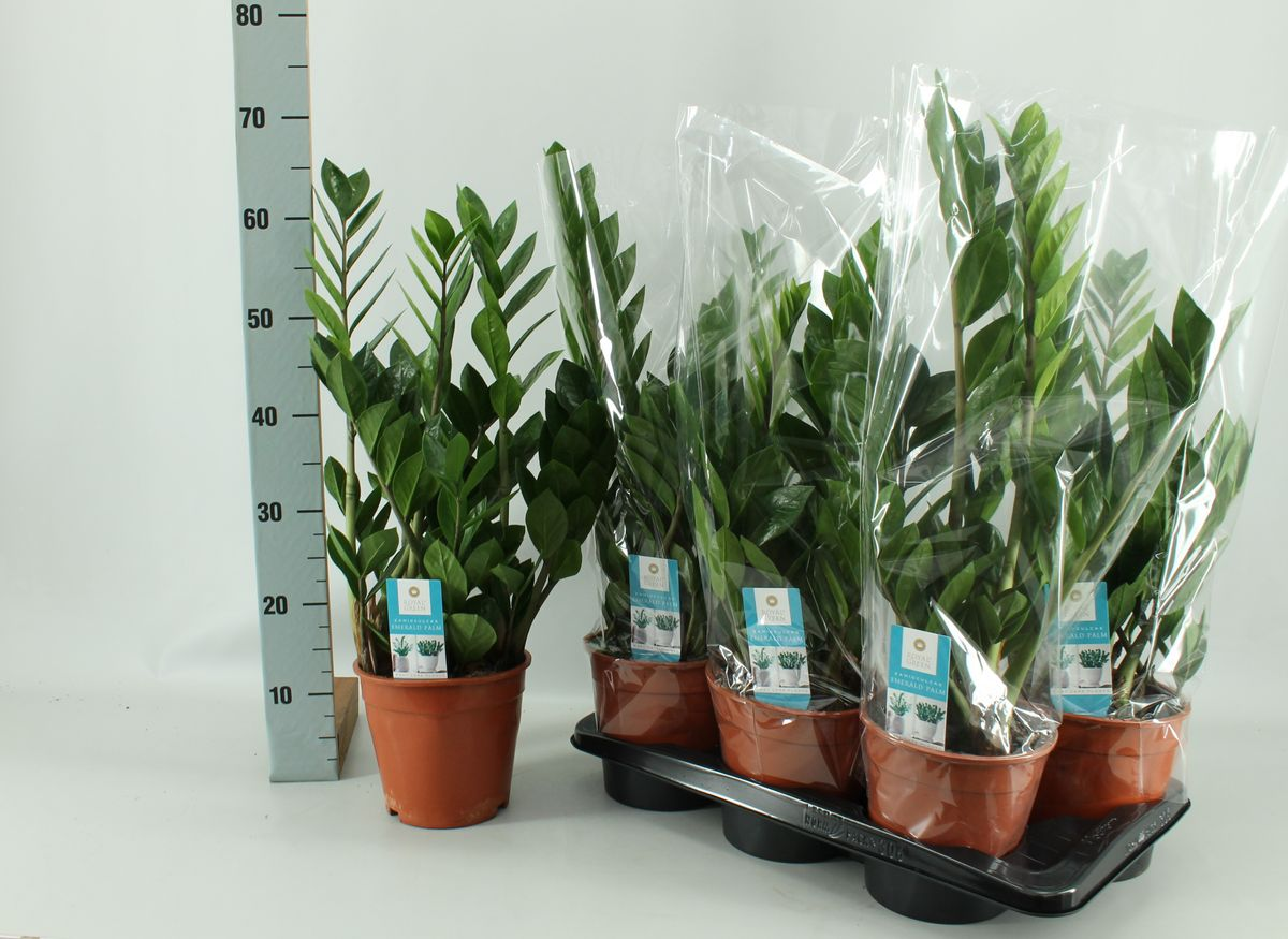 Vazoninis augalas zamiokulkas, Ø 17, 55 - 60 cm, lot. ZAMIOCULCAS ZAMIIFOLIA