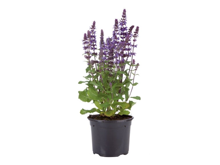 Lauko augalas šalavijas, Ø 17, 45 cm, lot. SALVIA-1