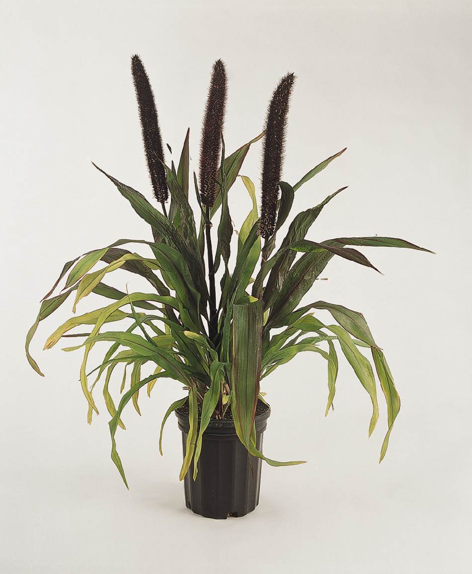 Lauko augalas soruolė, Ø 17, 30 cm, lot. Pennisetum Karley Rose-0