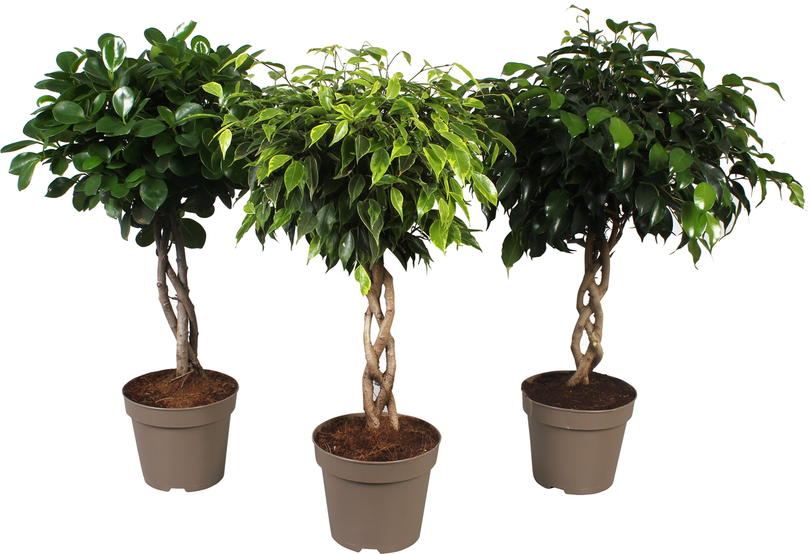 Vazoninis augalas fikusas, Ø 17, 60 cm, lot. FICUS MIX-0