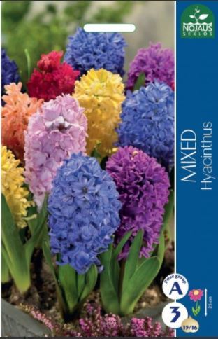 Hiacintų svogūnėliai, lot. HYACINTHUS, įv., 3 vnt.-0