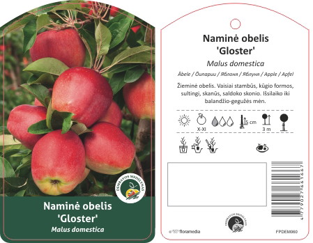 Vaismedis obelis GLOSTER lot. MALUS DOMESTICA-0