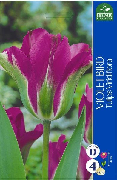 Tulpių svogūnėliai, lot. TULIPA VIOLET BIRD, 4 vnt-0