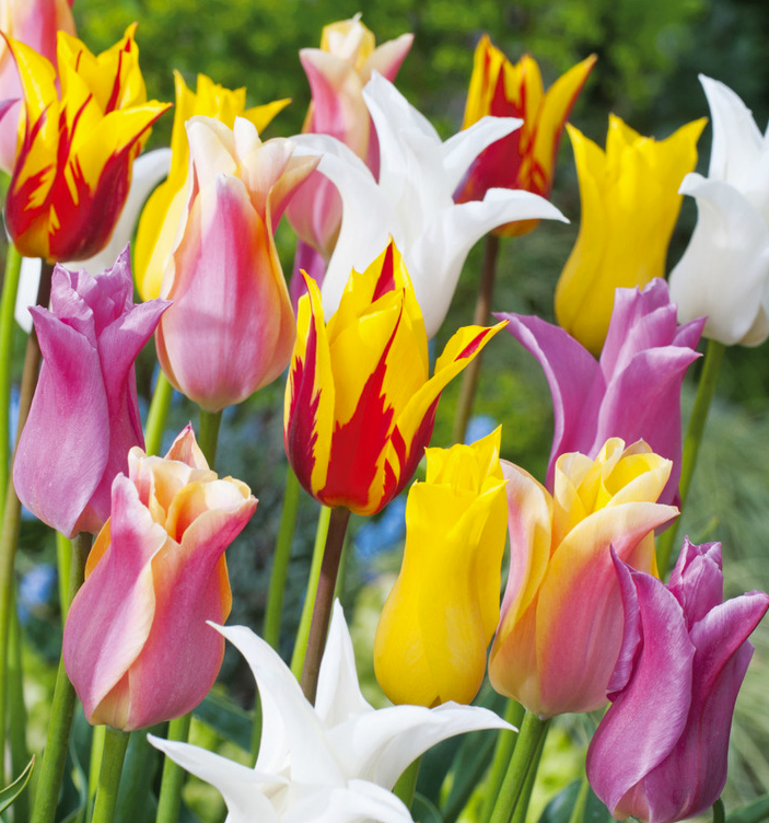 Tulpių svogūnėliai, lot. TULIPA LILIOKSZTAŁTNY MIŠ, 5 vnt-0