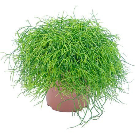 Vazoninis augalas kaktusas, Ø 8, 11 cm, lot. CEREUS ARR