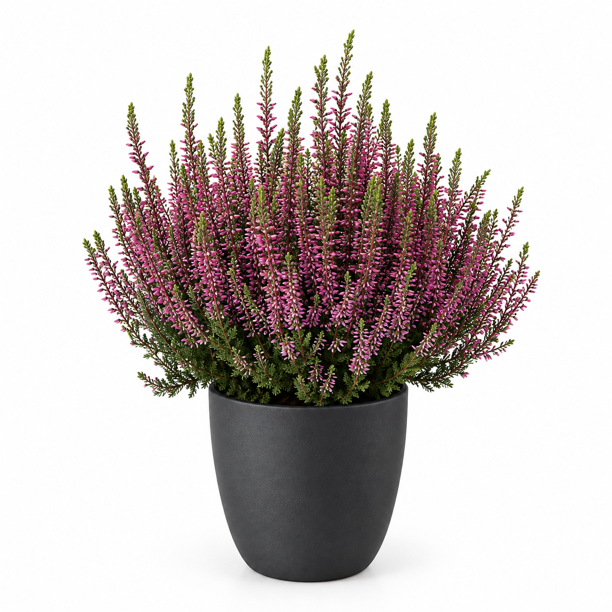 Lauko augalas viržis, Ø 17, 30 cm, lot. CALLUNA MIX-0