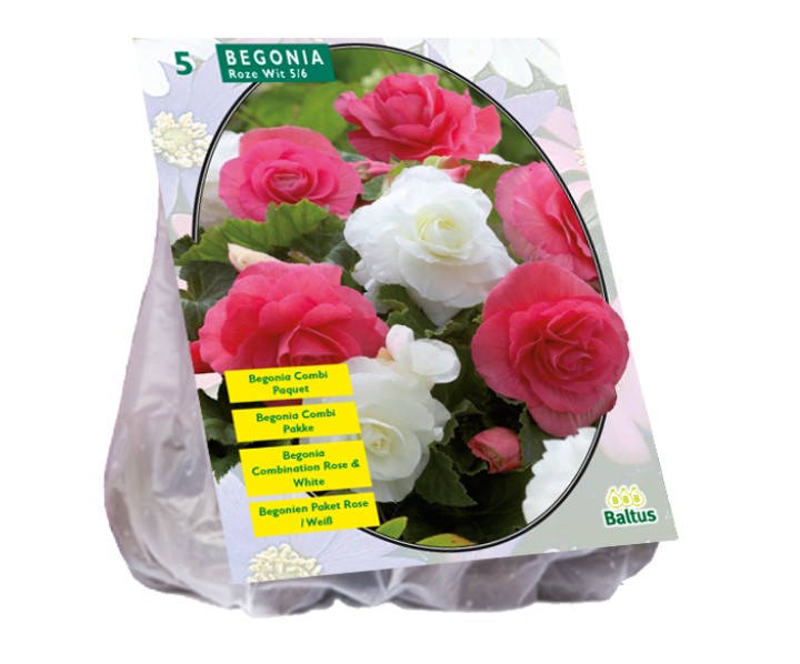Begonijų svogūnėliai, lot. BEGONIA DUBBEL DUO ROZE WIT, 5 vnt-0