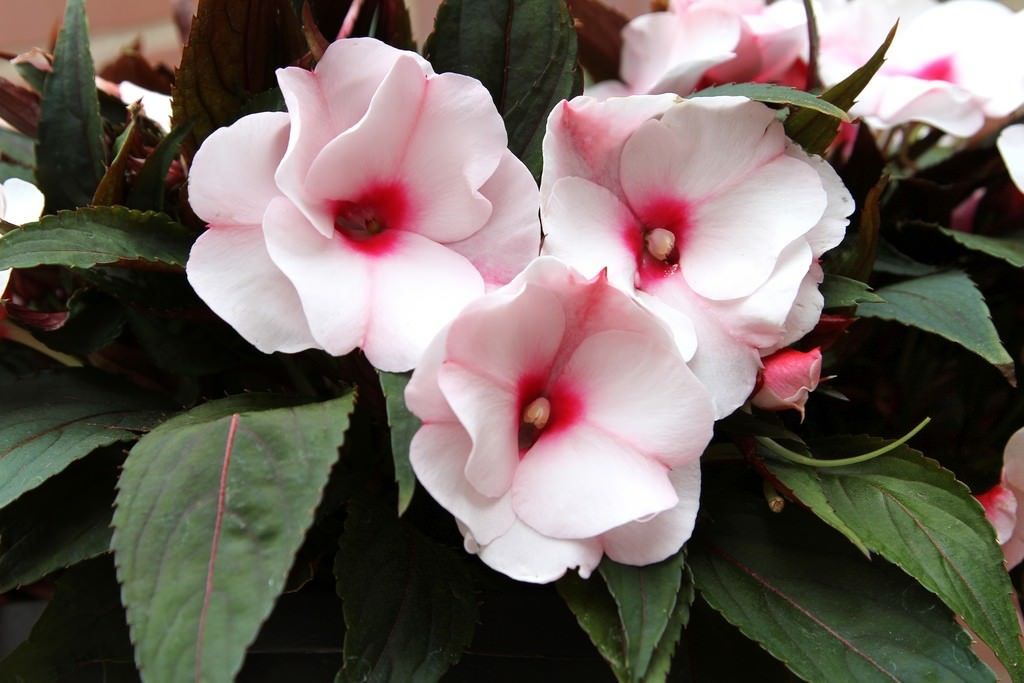Lauko augalas sprigė, Ø 12, 27 cm, lot. IMPATIENS-0