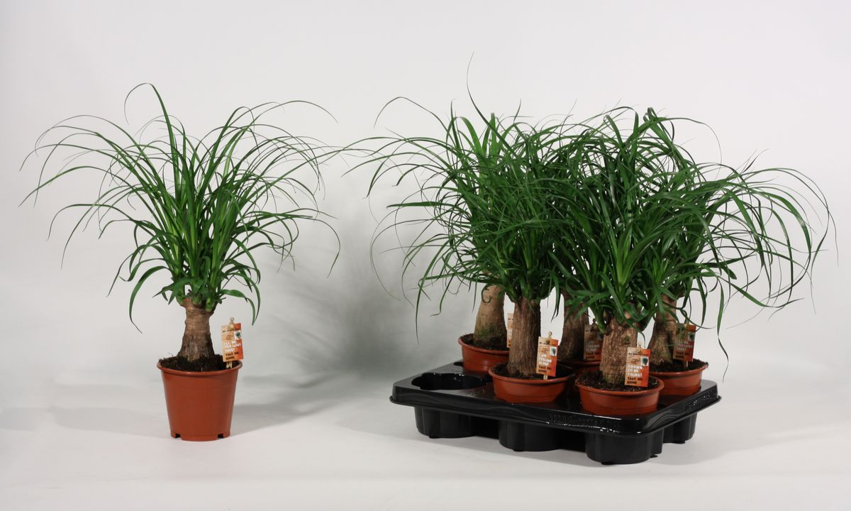 Vazoninis augalas nolina, Ø 12, 35 cm, lot. BEAUCARNEA RECURVATA