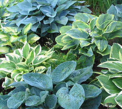 Lauko augalas melsvė, daugiametis, Ø 17, 35 cm, lot. HOSTA MIX-0