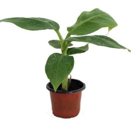Vazoninis augalas bananmedis, Ø 13, 60 cm, lot. MUSA