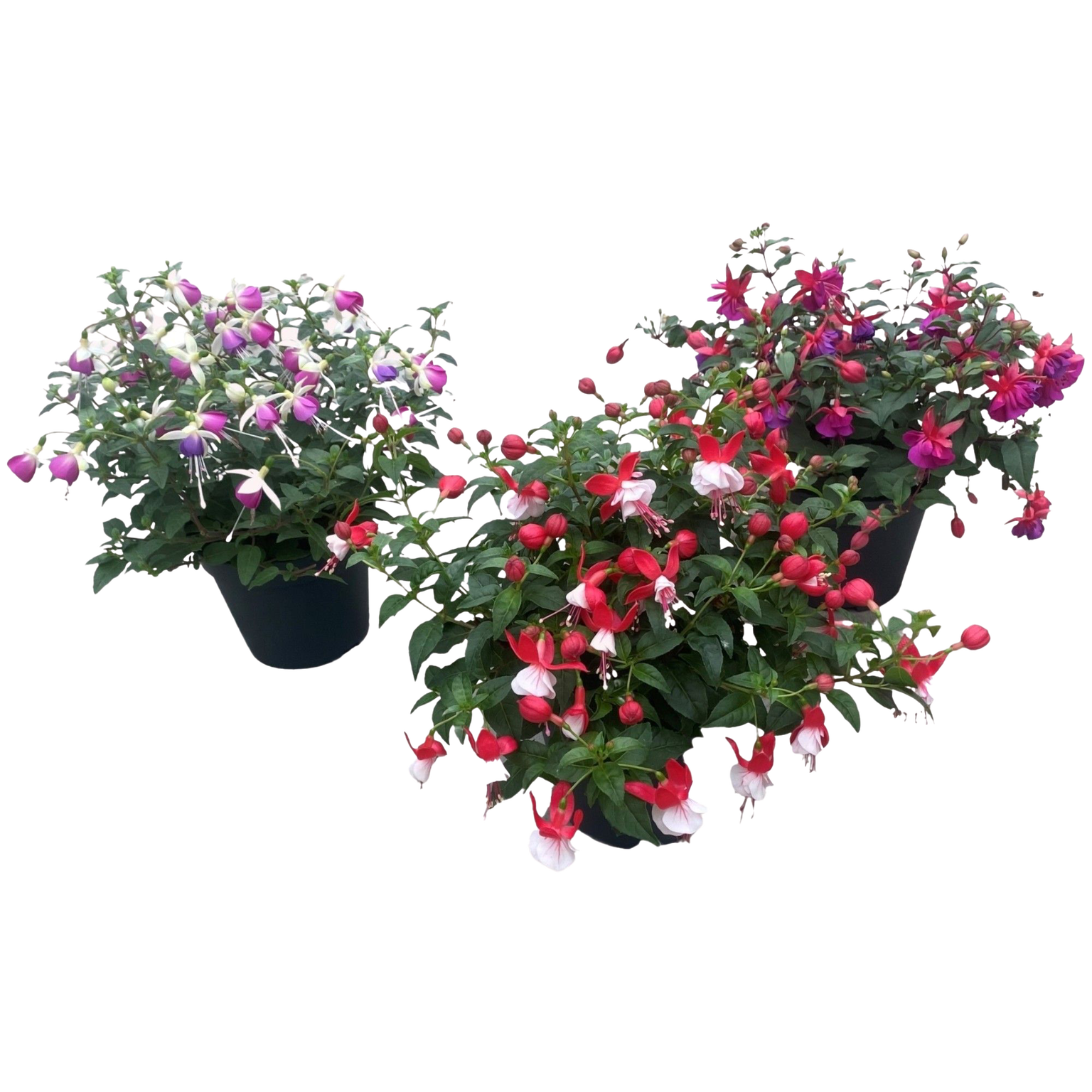 Lauko augalas fuksija, Ø 14, 30 cm, lot. Fuchsia-0