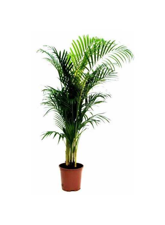 Vazoninis augalas dipsis, Ø 24, 160 cm, lot. DYPSIS-0