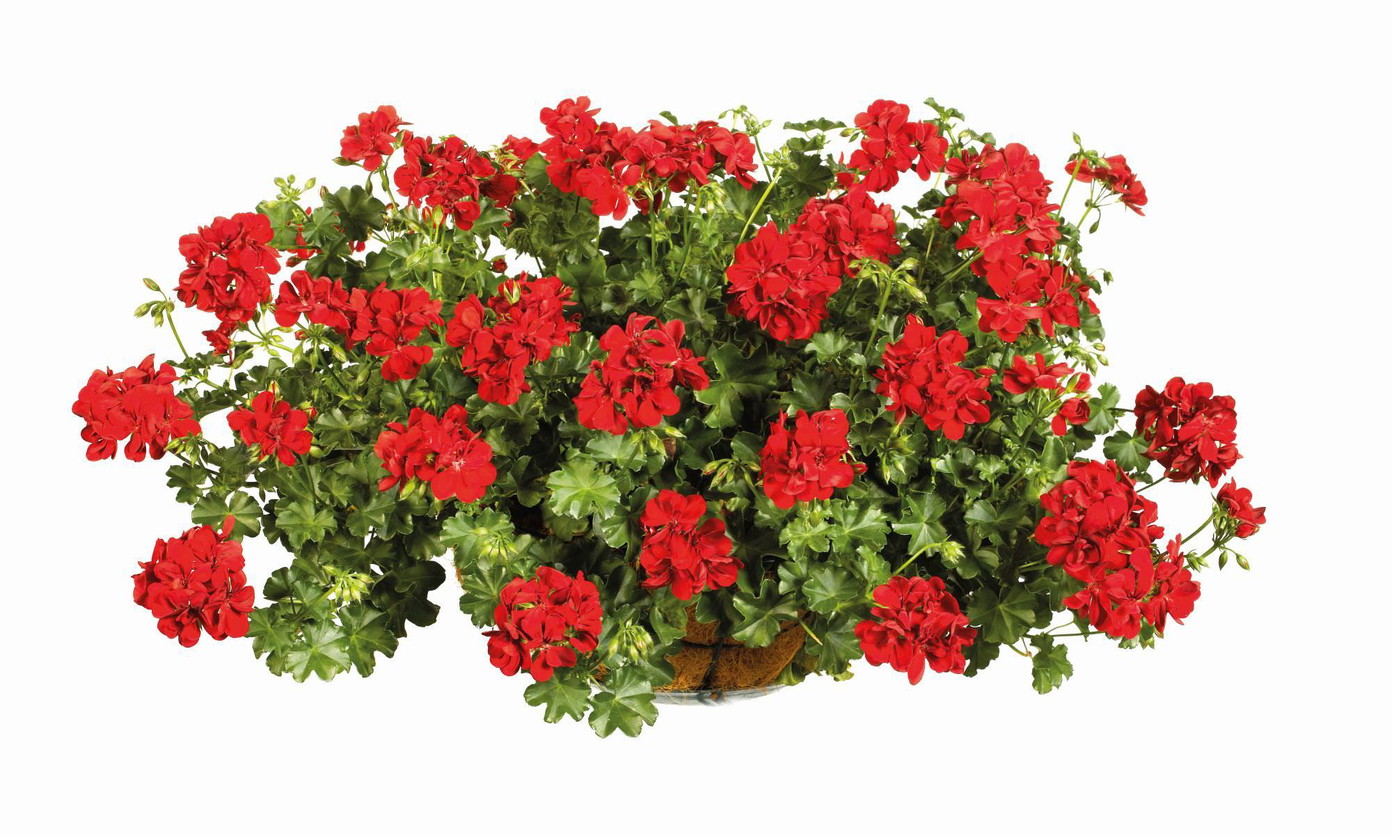 Lauko augalas svyrančioji pelargonija, Ø 11, 25 cm, lot. PELARGONIUM PELTATUM-0
