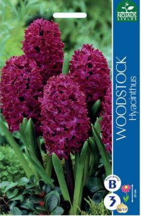 Hiacintų svogūnėliai, lot. HYACINTHUS WOODSTOCK,  2 vnt-0