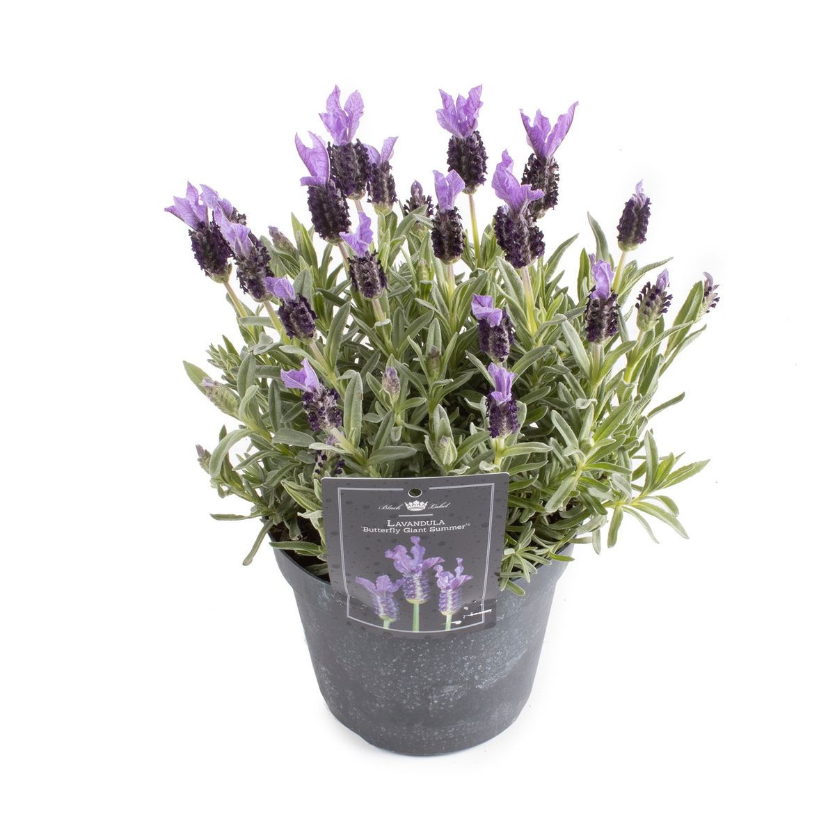 Lauko augalas levanda, Ø 15, 30 - 35 cm, lot. LAVANDULA ST GIANT SUMMER