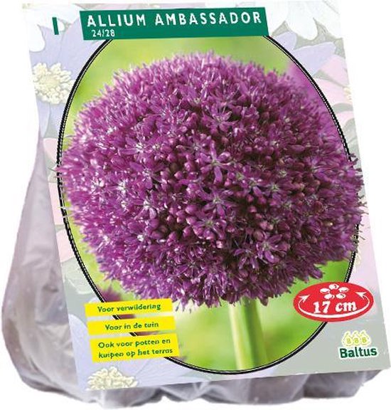 Dekoratyvinio česnako svogūnėliai, lot. ALLIUM AMBASSADOR, 1 vnt-0