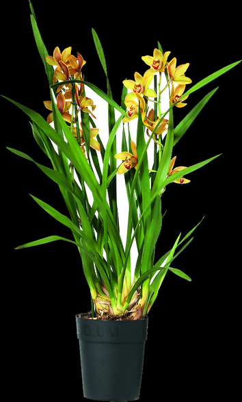 Vazoninis augalas orchidėja, Ø 14, 90 cm, lot. ORCHIDACEAE CYMBIDIUM 2 STEM-0